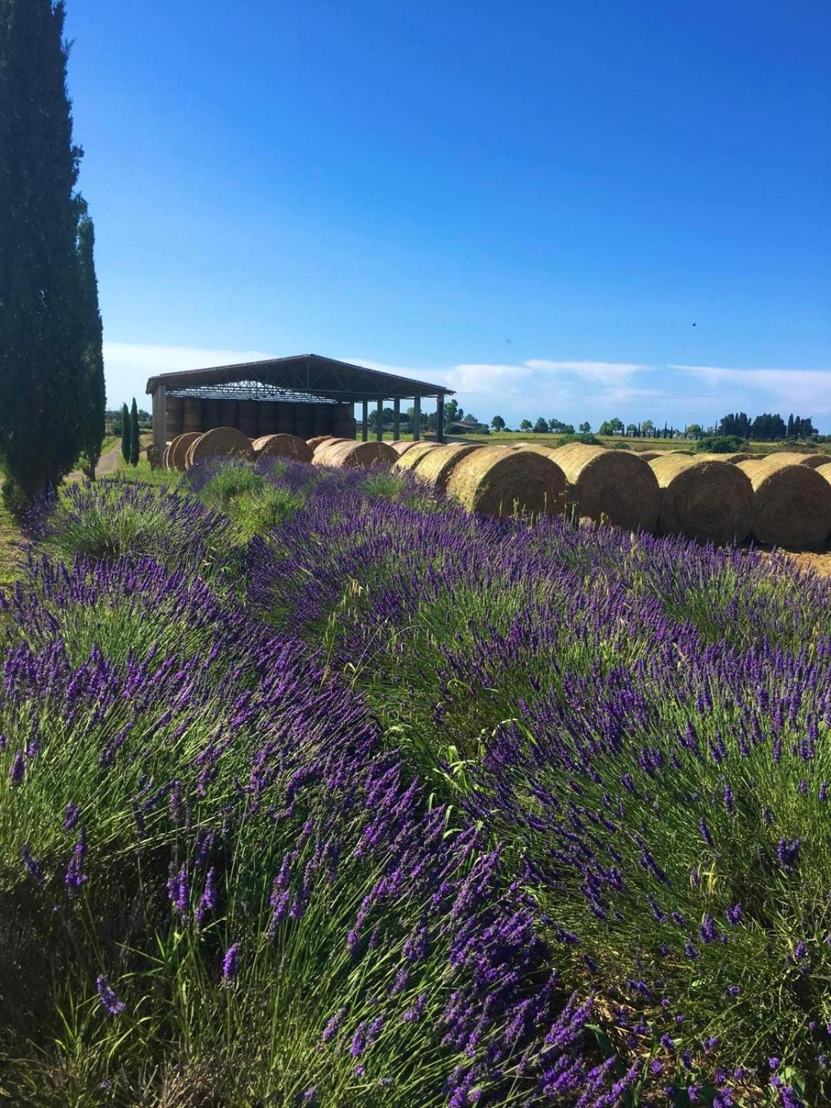 Tenuta Saracone Montalto di Castro Exterior foto